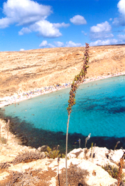 Le immagini della Spiaggia dei Conigli e dell'Isola dei Conigli a Lampedusa