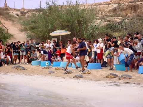 Liberazione delle Tartarughe Caretta Caretta, curate dal WWF