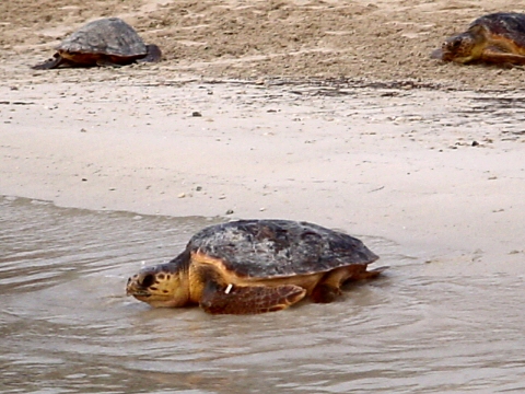 Liberazione delle Tartarughe Caretta Caretta, curate dal WWF