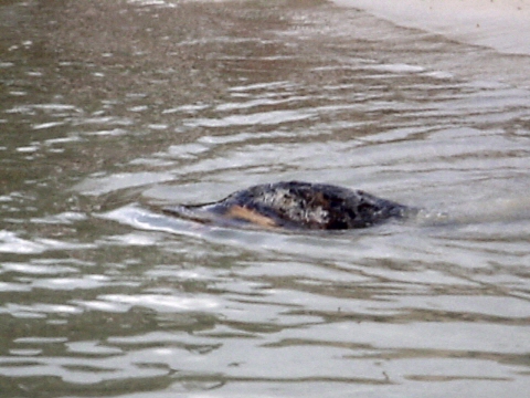 Liberazione delle Tartarughe Caretta Caretta, curate dal WWF