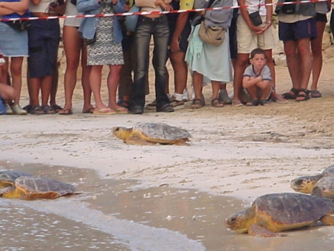 Liberazione delle Tartarughe Caretta Caretta, curate dal WWF