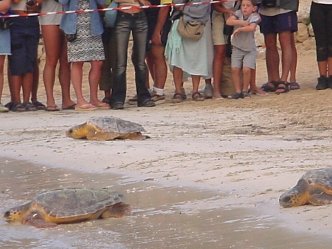 Liberazione delle Tartarughe Caretta Caretta, curate dal WWF