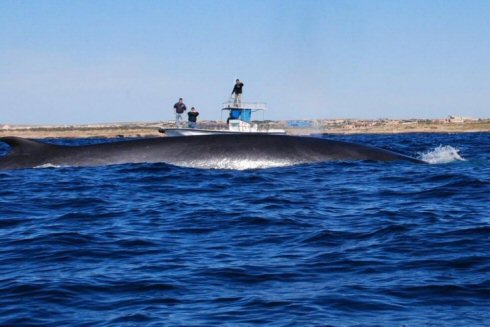 Le balene passano a un miglio dalla costa di Lampedusa